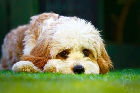 cabapo|Ultimate Cavapoo Guide 